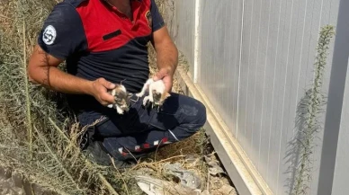 Hatay'da konteyner altında mahsur kalan yavru kedileri itfaiye kurtardı