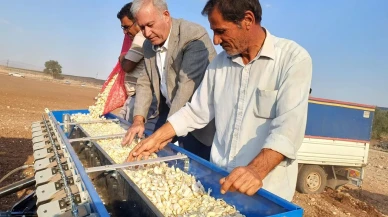 Gaziantep'te Araban sarımsağı ekimi 30 bin dönümde başladı