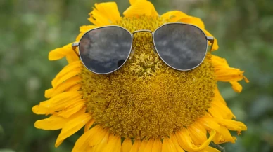 Erzincan’daki ayçiçeği tarlaları güneşi kıskandırıyor