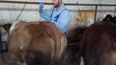 Bayburt'un Aydıntepe ilçesinde şap aşılama kampanyası sona yaklaştı