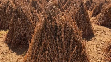 Söke’de susam hasadı ile çiftçilerin yüzü gülüyor