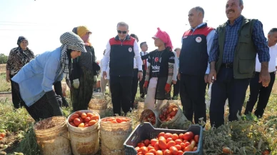 Elazığ'da 2025 Yılı İçin 100 Bin 352 Ton Domates Rekoltesi Bekleniyor