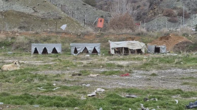 Eskişehir'deki sokak köpekleri hayvanseverlerin kurduğu barınaklarla kışı geçiriyor