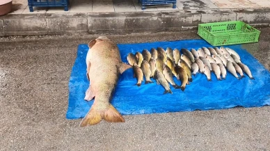 Elazığ’da Murat Nehri’nden 52 kilogram ağırlığında dev turna balığı yakalandı