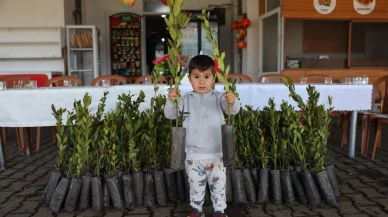 Ula'da üreticilere 31 bin defne fidanı dağıtıldı