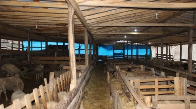 Sinop'un Türkeli ilçesinde örnek koyunculuk projesine başarı plaketi verildi