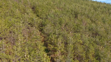 Samsun ormanlarında çam kese tırtılı istilası hem ağaçlara hem insanlara zarar veriyor