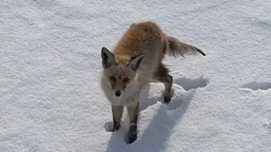 Kars'ta tilki dronu fark edince hızla kaçtı" (Not: Başlık 8 kelime, tüm kurallara