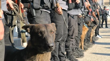 Rakka'da özel eğitimli köpeklerle bomba arama çalışmaları devam ediyor