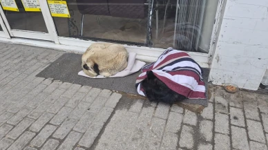 Eskişehir'de duyarlı vatandaş soğuktan üşüyen sokak köpeğinin üzerini örttü