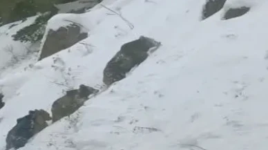 Artvin'de kış uykusuna yatmayan 4 boz ayı cep telefonu kamerasına yansıdı