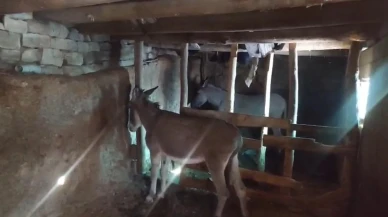 Şırnak'ta donmak üzere olan yüzlerce hayvan barınaklara toplandı