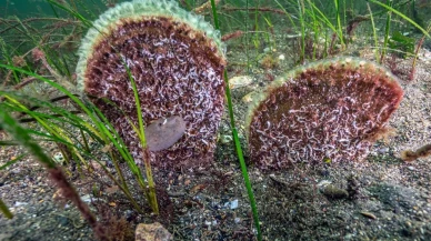 Prof. Dr. Mustafa Sarı Marmara Denizi'ni korumak için belediye başkanlarını keşif dalışına çağırdı
