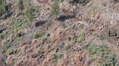 Kilis’te Akdeniz çam kabuk böceğine karşı feromon tuzaklarıyla mücadele sürüyor