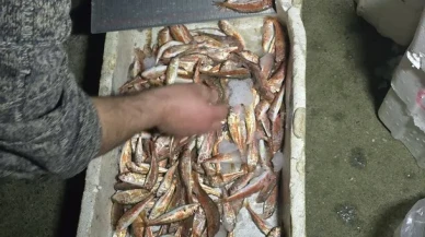 Kastamonu'nun Çatalzeytin ilçesinde usulsüz avlanan 1 ton 335 kilogram balığa el konuldu