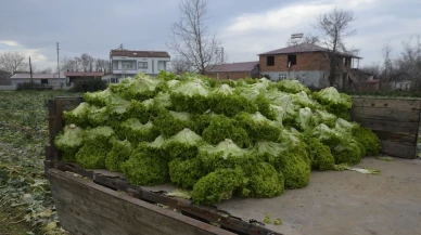 Bafra Ovası'nda marul üretimi düşük fiyatlar nedeniyle üreticiyi zorluyor
