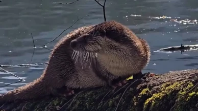 Bolu’da nesli tükenmekte olan su samuru görüntülendi