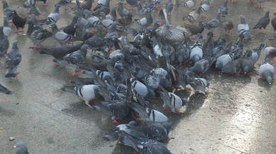 Burhaniye’de imece ile güvercin besleme geleneği sürüyor