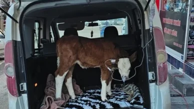 Sivas'ın Gürün ilçesinde dumandan zehirlenen 6 günlük buzağıya bagajda acil müdahale yapıldı