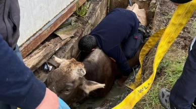 Düzce'de kuyuya düşen ineği itfaiye ekipleri kurtardı