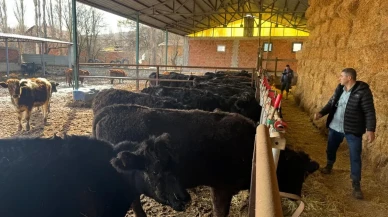 Kütahya’da köylülere teslim edilen büyükbaş hayvanların kontrol ve muayeneleri yapıldı