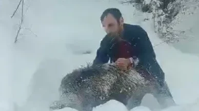Sinop’ta karlı yolda yaban domuzunu elleriyle yakalayan adam anını anlattı