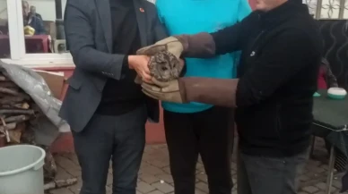 Aydın'da kahvehane camına çarpan baykuş muhtar ve belediye tarafından kurtarıldı