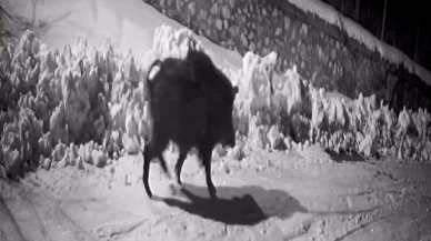 Artvin’in Ardanuç ilçesinde aç kalan yabani hayvanlar köye indi ve kameraya yakalandı