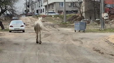Eskişehir'de başıboş atlar sokaklarda otluk alan ararken vatandaşlar tedirgin oluyor