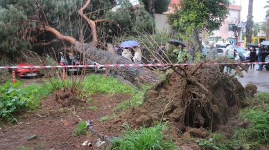 Aydın’da hastane bahçesindeki dev çam ağacı park halindeki araçların üzerine devrildi