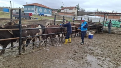 Kütahya’da Brezilya menşeli sığırlar için aşılama ve sağlık kontrolleri yapıldı
