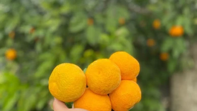 Balıkesir'de coğrafi işaretli Havran mandalinası hasadı başladı