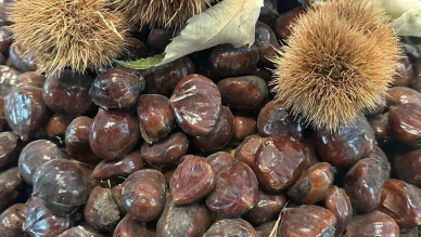 Bursa'da kestane üretimi ve hastalıklarla mücadele yöntemleri konuşuldu