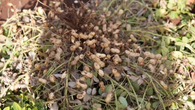 Adıyaman'da yer fıstığı hasadı ve sera çalışmaları başarıyla tamamlandı
