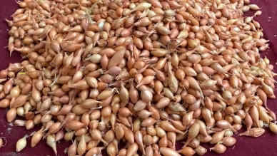 Manisa'da soğan üreticilerine dikim için ideal zamanın geldiği uyarısı yapıldı