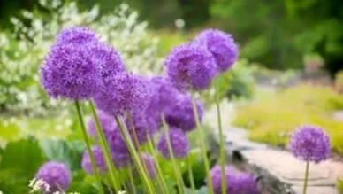 Yazın baş belası haşerelere doğal çözüm mi arıyorsunuz? İşte evdeki bitkilerle 6 etkili yöntem
