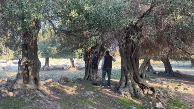 Gökçeada'da dünyada nadir bulunan ladolia zeytinleri doğal yöntemlerle yetiştiriliyor