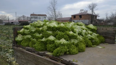 Bafra Ovası'nda marul üretimi düşük fiyatlar nedeniyle üreticiyi zorluyor