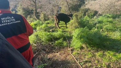 Muğla’nın Bodrum ilçesinde kuyuya düşen buzağı itfaiye tarafından kurtarıldı