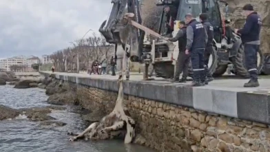 Gelibolu'da sahile vuran ölü inek ekipler tarafından denizden çıkarıldı