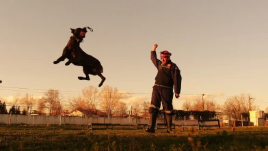 Sakarya itfaiyesinin eğitimli köpekleri operasyonlar için hazır bekliyor