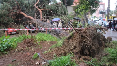 Aydın’da hastane bahçesindeki dev çam ağacı park halindeki araçların üzerine devrildi
