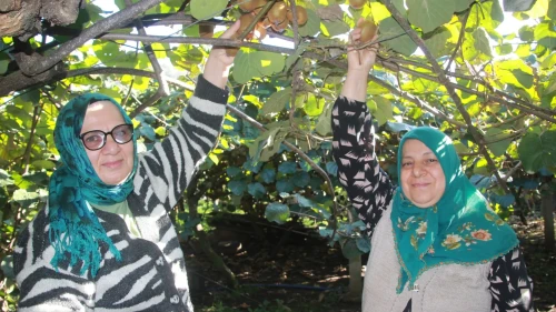 Ordu'da kivi hasadı devam ediyor, ekonomiye 500 milyon TL katkı bekleniyor
