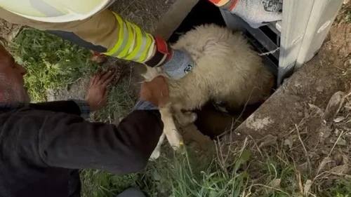 Hatay'da kuyuya düşen koyun itfaiye ekipleri tarafından kurtarıldı