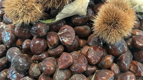 Bursa'da kestane üretimi ve hastalıklarla mücadele yöntemleri konuşuldu