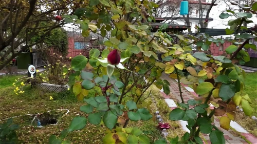 Yozgat'ta yalancı bahar etkisiyle aralık ayında güller ve çiçekler açtı