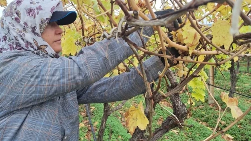 Manisa'da bağda kalan üzümler ev ekonomisine can suyu oluyor
