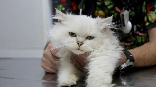 Adana’da British Longhair kedide dünyada ilk kez görülen genital anomali operasyonla düzeldi