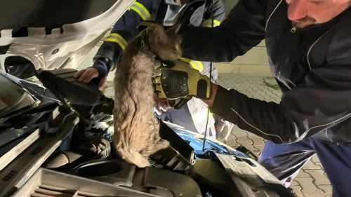 Erzincan'da park halindeki aracın motoruna sıkışan kediyi itfaiye kurtardı