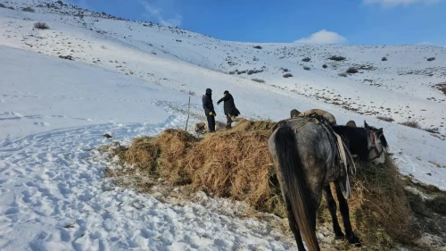 Erciş'te asırlık kış mesaisiyle otlar kızaklarla köye taşınıyor